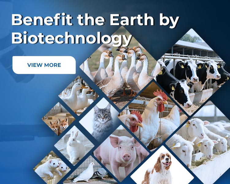 about vlandanimalhealth