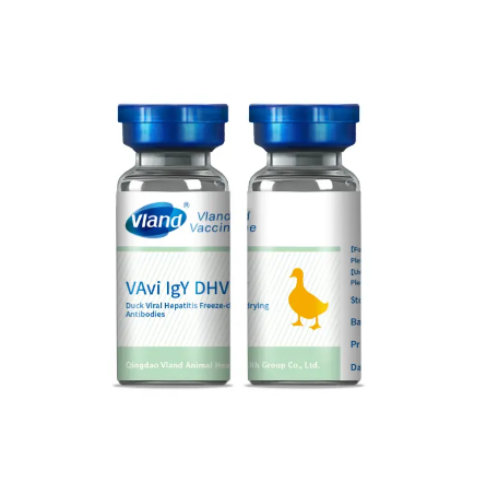 How Duck Antibodies Enhance Vaccine Efficacy In Poultry