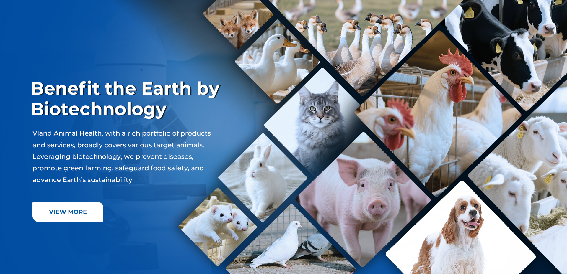 about vlandanimalhealth